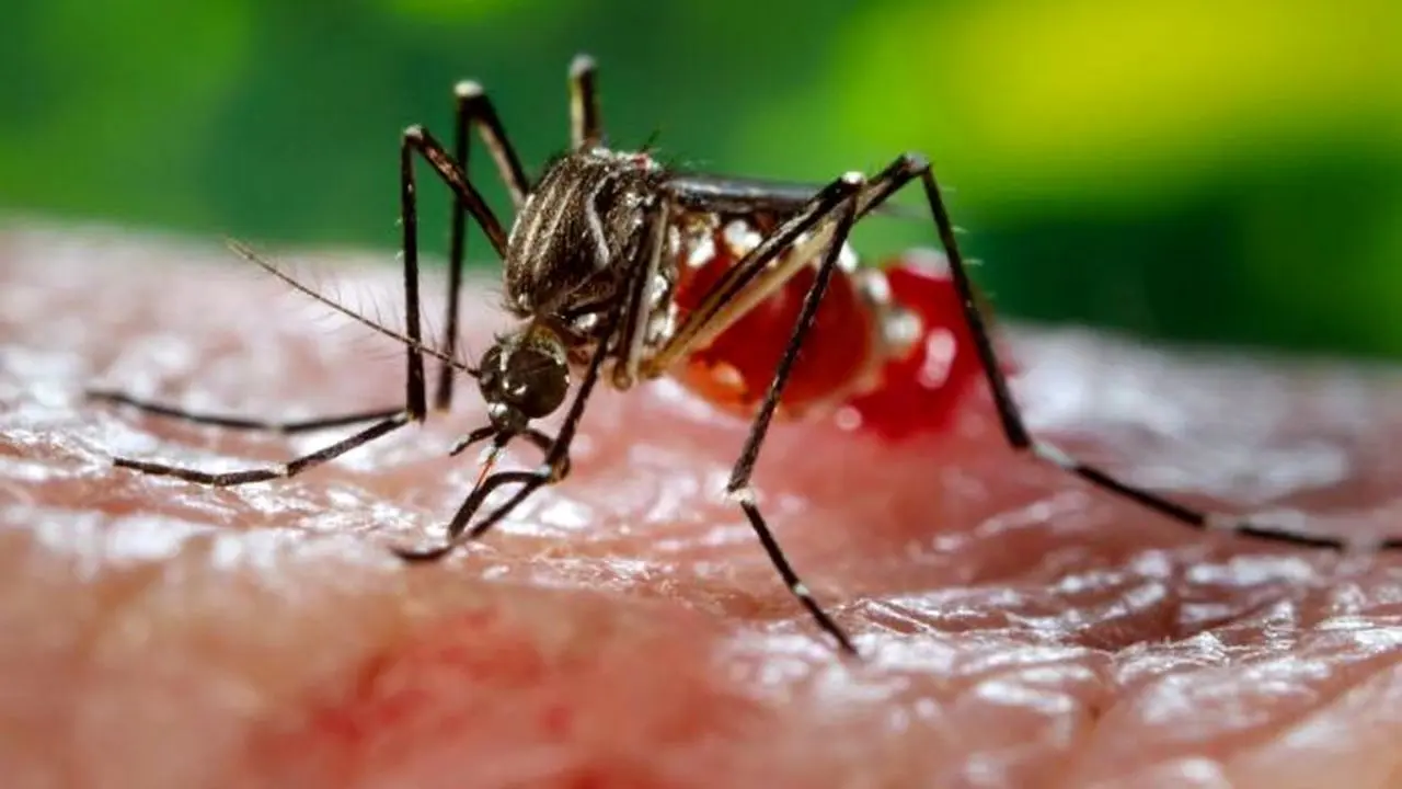 پشه‌های نر برای کنترل چند بیماری کشنده عقیم می‌شوند