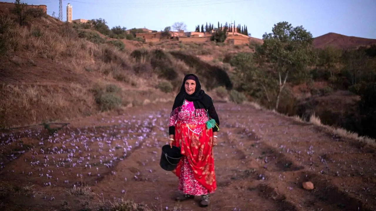 برداشت زعفران در روستایی دورافتاده در مراکش + تصاویر