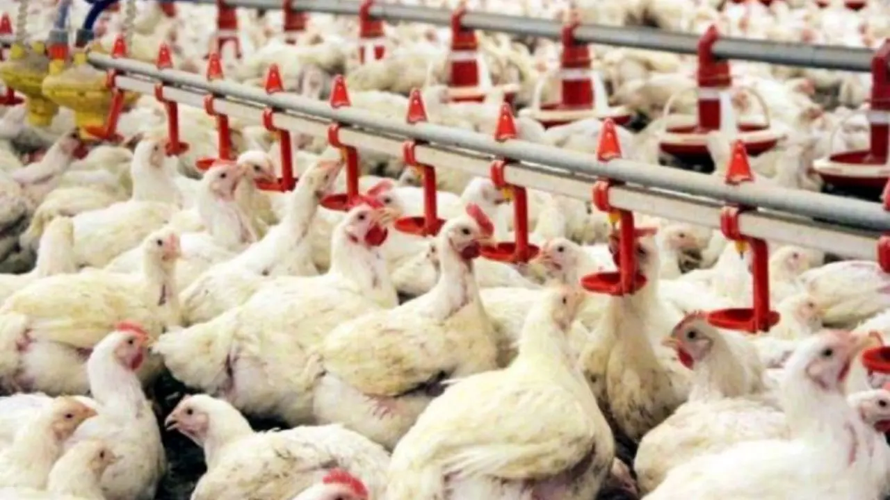 تولید روزانه 5 هزار و 500 تا 6 هزار تن مرغ در کشور/ زیان 700 تومانی مرغداران در هر کیلوگرم مرغ