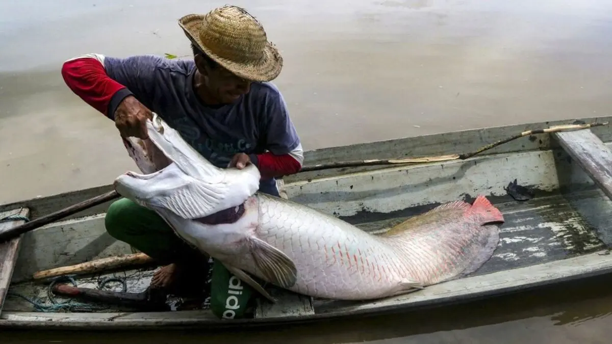 صید ماهیان غول‌پیکر در برزیل‎