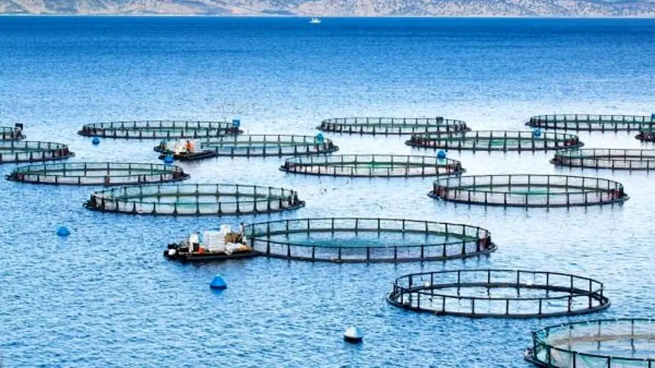 ارز آوری 800 میلیون دلاری در مزرعه‌های «پرورش ماهی در قفس»