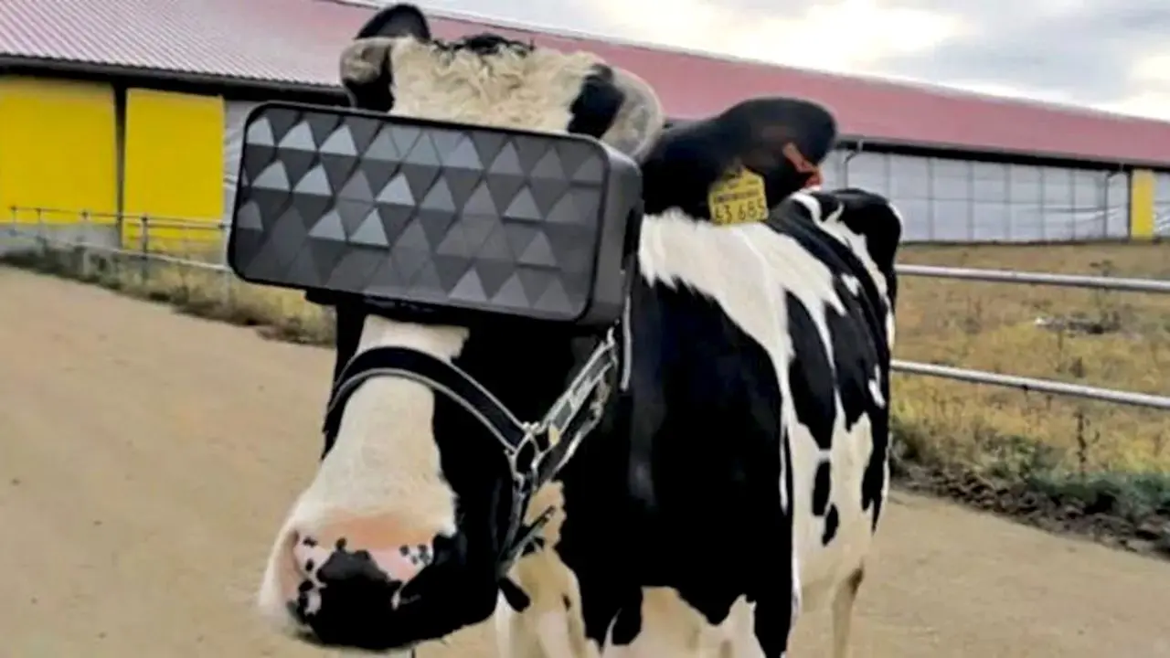 نصب عینک‌های VR روی صورت گاوهای روسی برای تولید شیر بیشتر