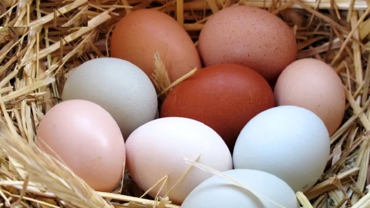 فروش تخم‌مرغ با نرخ بالای 20 هزار تومان تخلف است