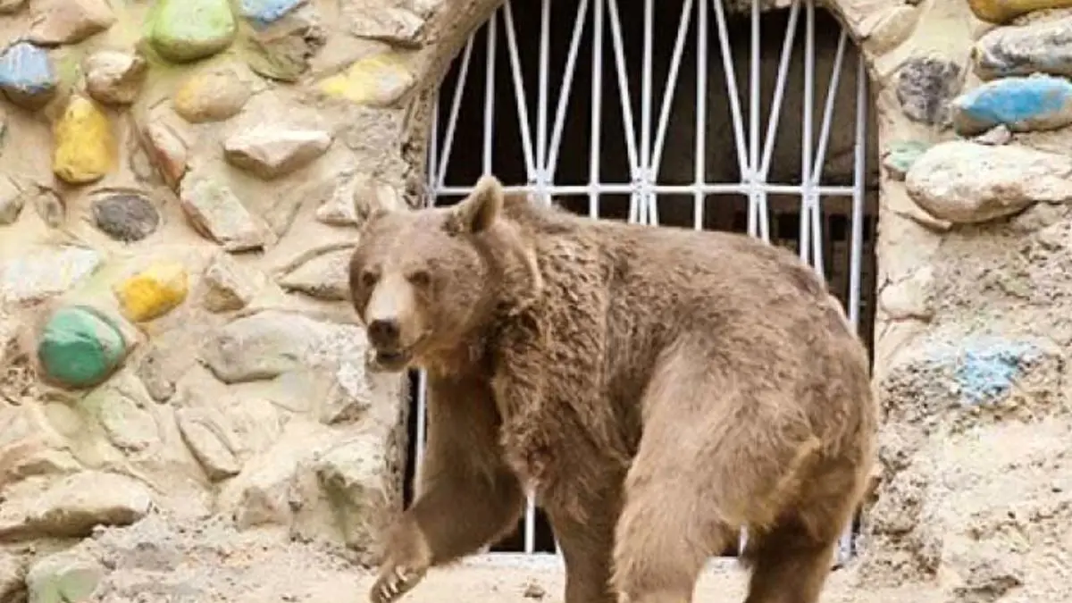 ماجرای کشتن توله خرس در سوادکوه چه بود؟