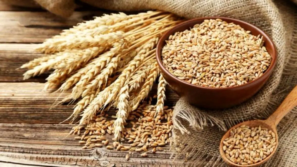 13.3 میلیون تن گندم در کشور تولید شد