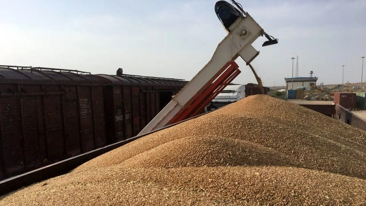 8000 میلیارد تومان حداقل اعتبار در بودجه برای خرید منصفانه گندم از کشاورزان