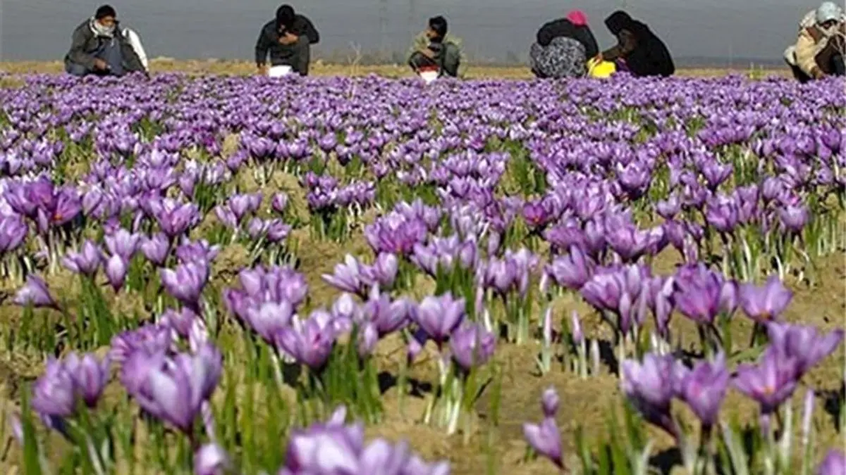 خیز گلستان برای توسعه کشت زعفران