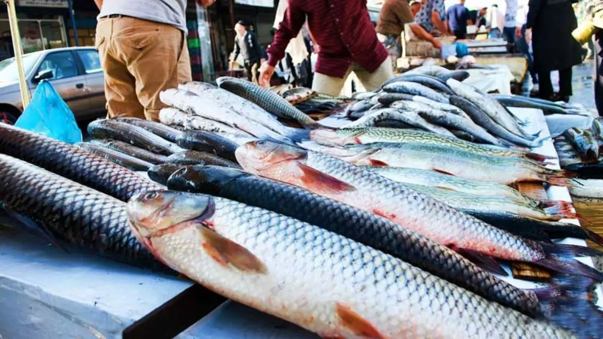وفور ماهی شب یلدا در بازار / ضعف نظارت قیمت ماهی از مزرعه تا بازار