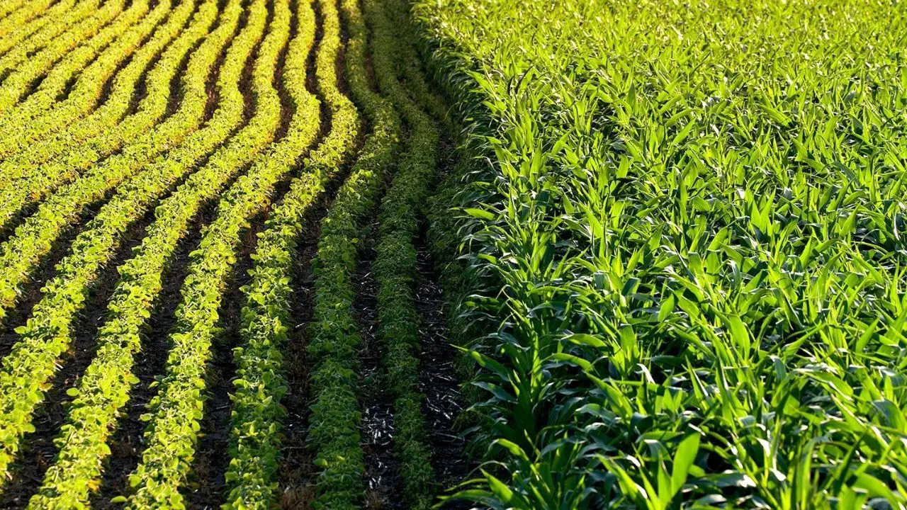 طرح کشاورزی قراردادی چیست؟