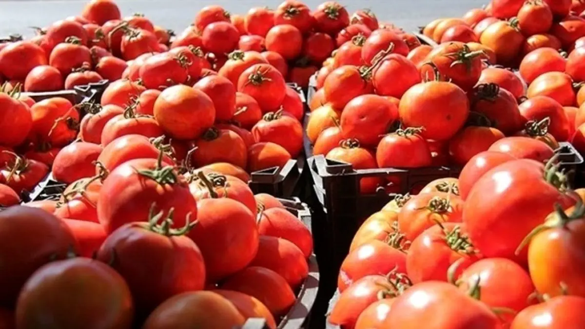 کاهش قیمت گوجه‌فرنگی در بازار/ با بگیر و ببند هیچ بازاری تنظیم نمی‌شود