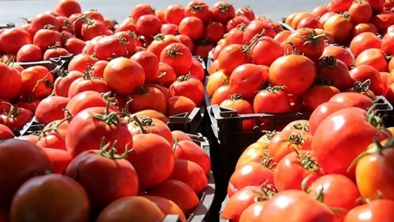 سهم 6 درصدی گوجه فرنگی گلخانه‌ای در تولید
