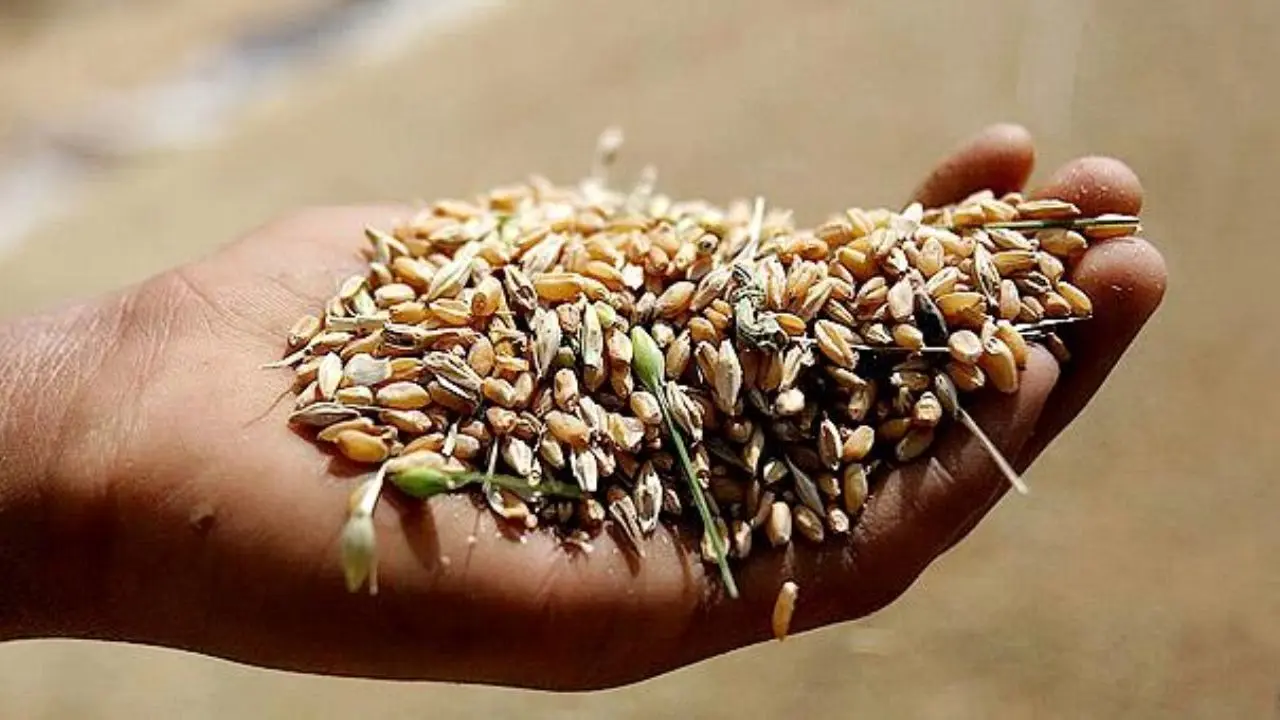 ایران یک میلیون تن گندم خارجی خرید