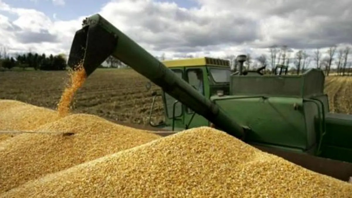 ایران یک میلیون تن گندم از بازار جهانی خریداری کرد