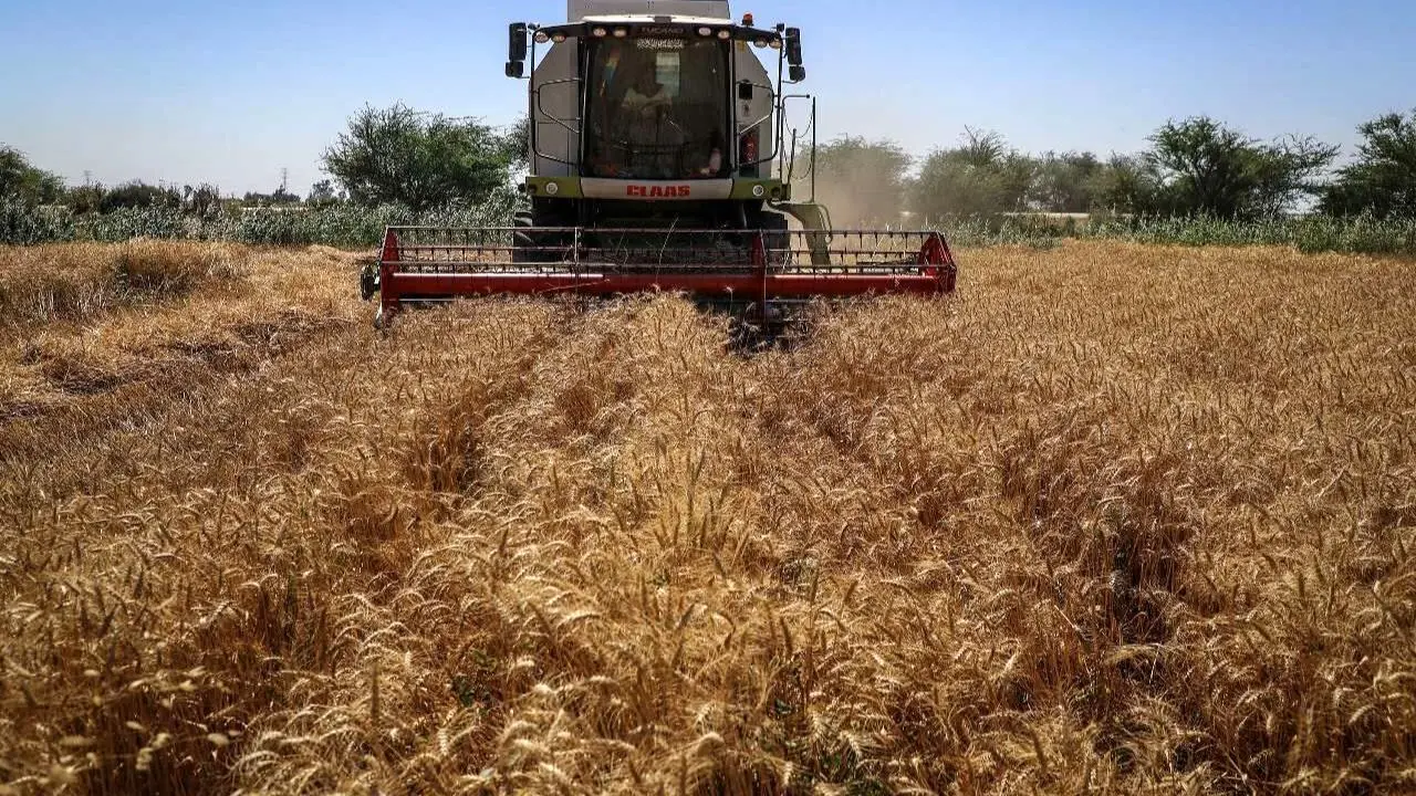 ایران تصمیم دارد 3 میلیون تن گندم از روسیه خریداری کند/ نرخ خرید تضمینی گندم واقعی نیست/ یارانه گندم در سال 99 افزایش پیدا خواهد کرد/ آیا رویای خودکفایی گندم محقق می‌شود؟