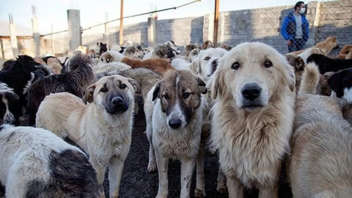 رهاسازی 150 قلاده سگ ولگرد/ درخواست ناجا برای تحویل سگ‌های نژاددار