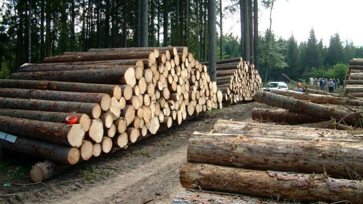 کشف 8.3 متر مکعب چوب آلات جنگلی در بهشهر