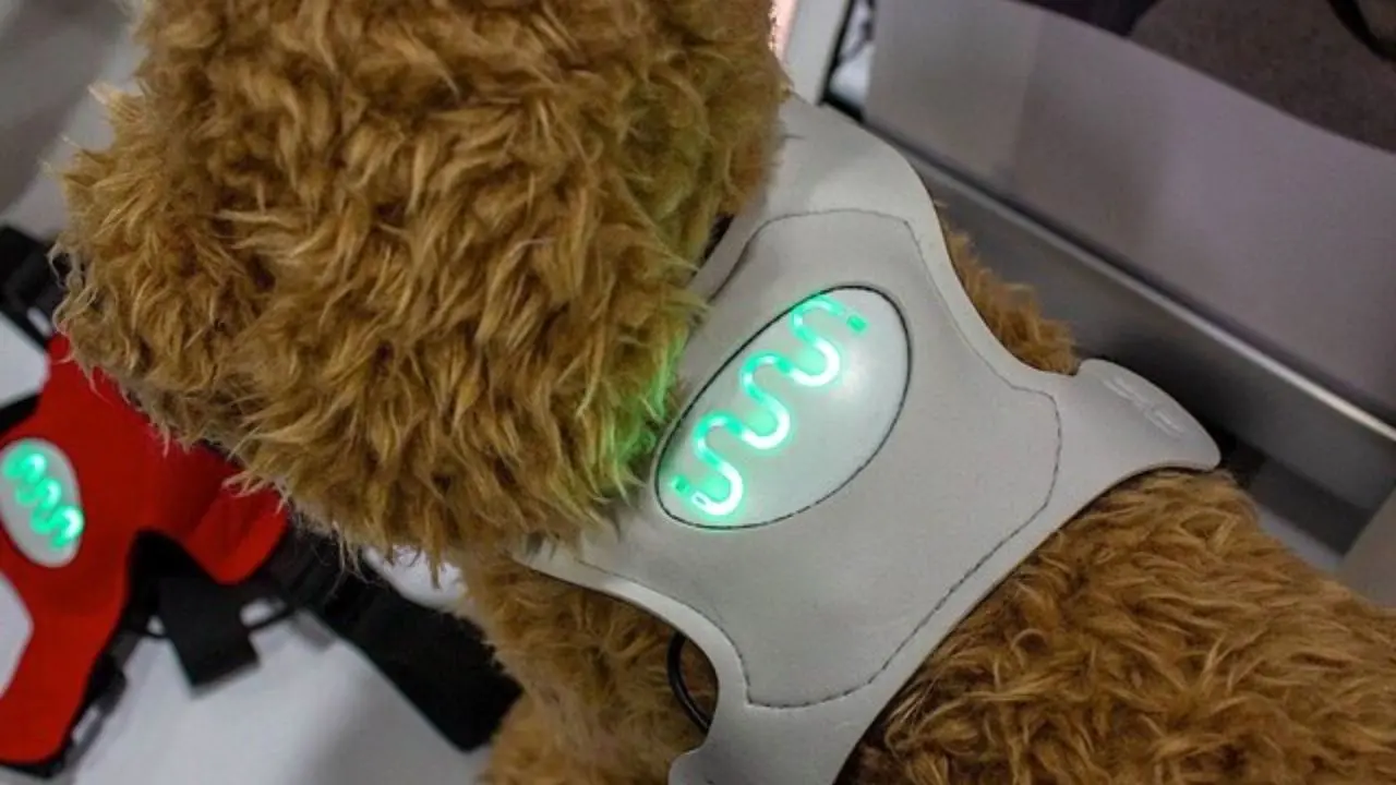 تشخیص احساس سگ‌ها با یک فناوری پوشیدنی