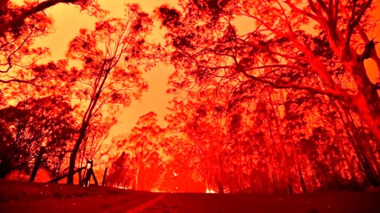 خطر تلف شدن کامل برخی گونه‌های حیوانی در آتش‌سوزی‌های استرالیا