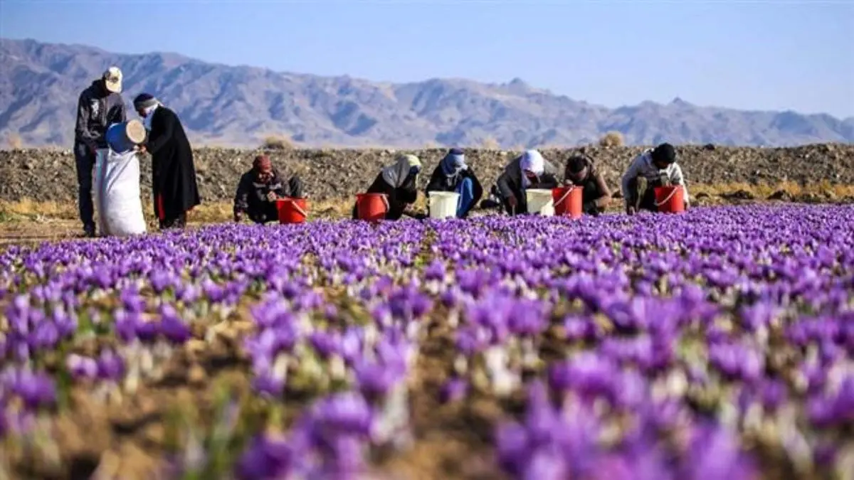 بسته بندی زعفران در ایران به مراتب از اروپا بهتر است