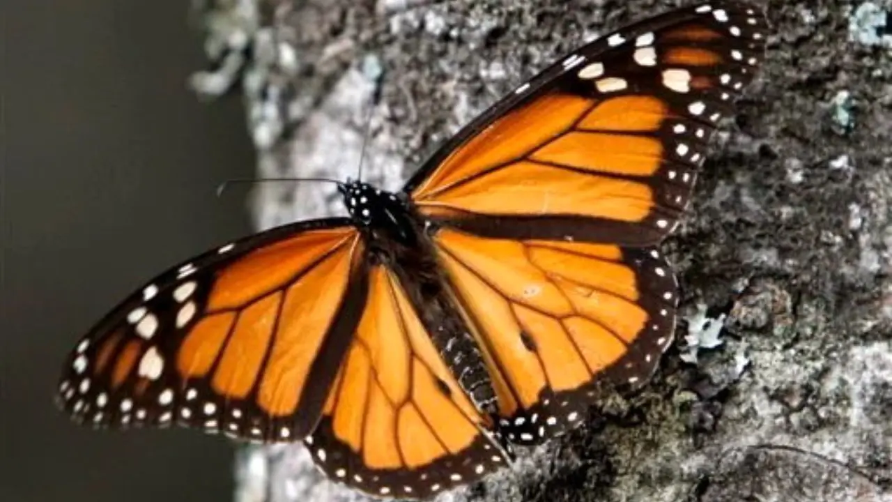 افزایش خطر انقراض پروانه‌های شهریار به دلیل تغییرات اقلیمی