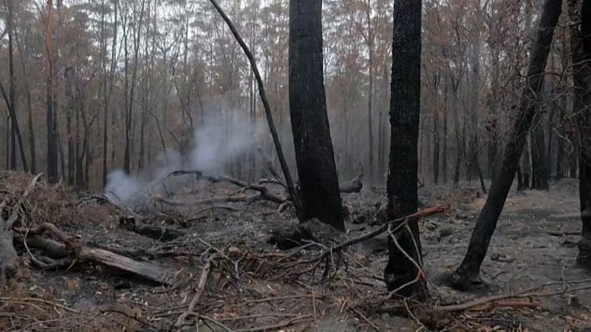 جدال باران و آتش در جنگل‌های استرالیا