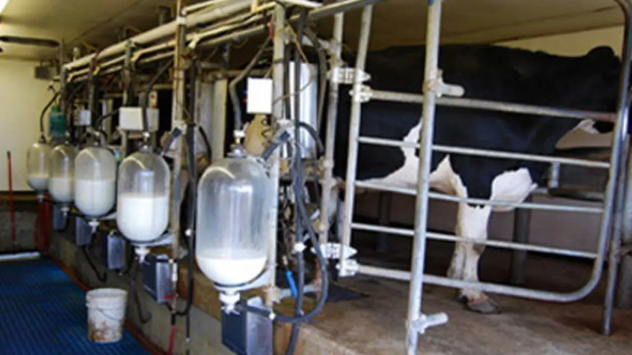 وجود سم آفلاتوکسین در شیر تولیدی کشور تکذیب شد/ دامپزشکی: استاندارد ایران از اتحادیه اروپا سختگیرانه‌تر است