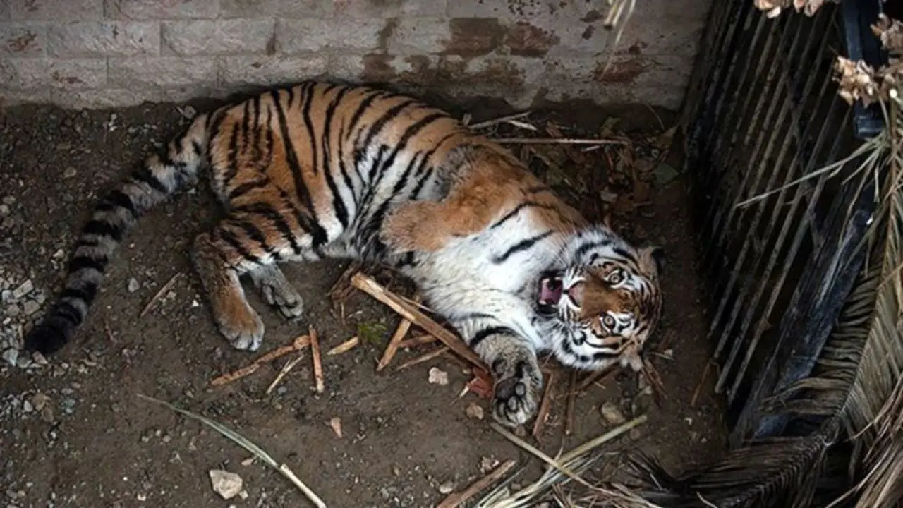 مرگ اعلام‌نشده یک ببر در باغ‌وحش صفا دشت