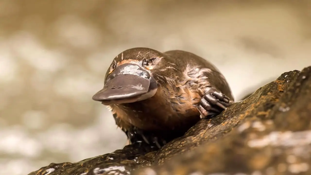 «نوک اردکی» وارد فهرست حیوانات در خطر انقراض شد