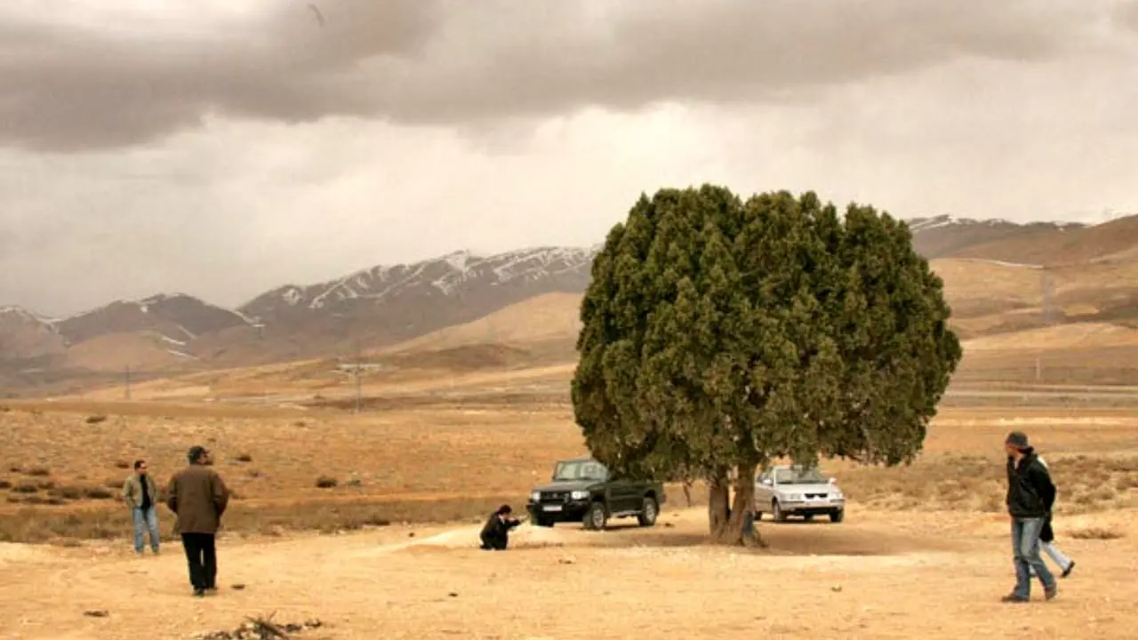 تک درخت به نام عباس کیارستمی ثبت می‌شود