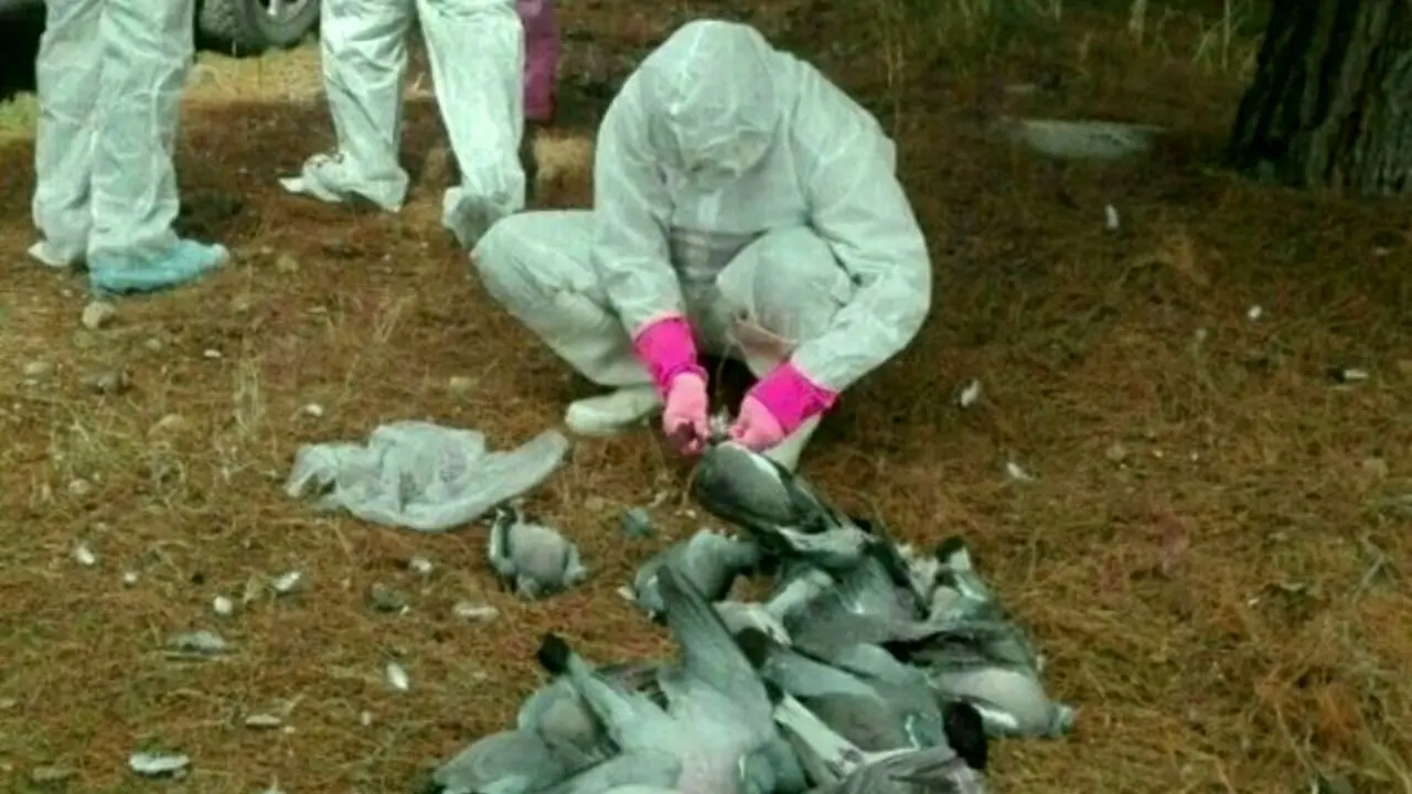 مورد بیماری نیوکاسل و آنفلوآنزا در پرندگان مهاجر مازندران مردود است