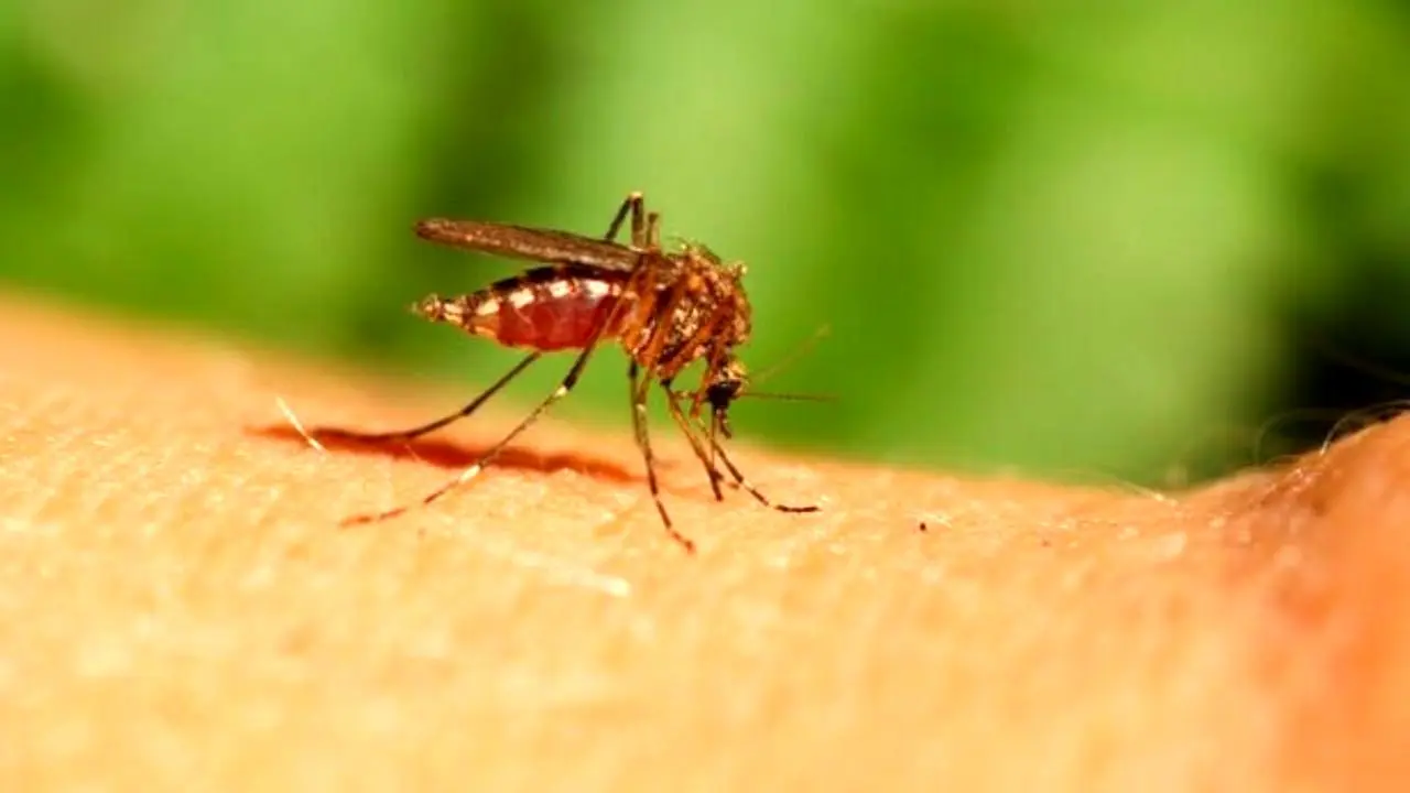 توقف شیوع بیماری با جلوگیری از بلوغ پشه‌ها