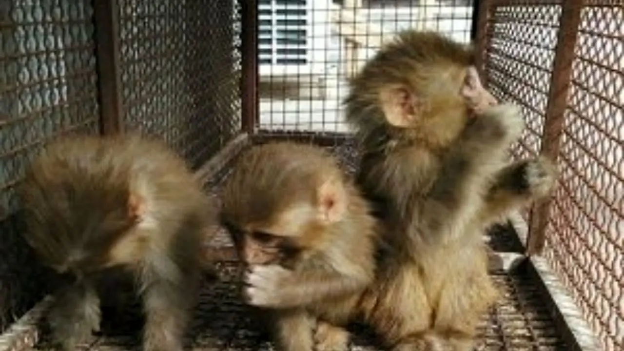 میمون و پیتون، کشفیات محیط زیست در ملارد