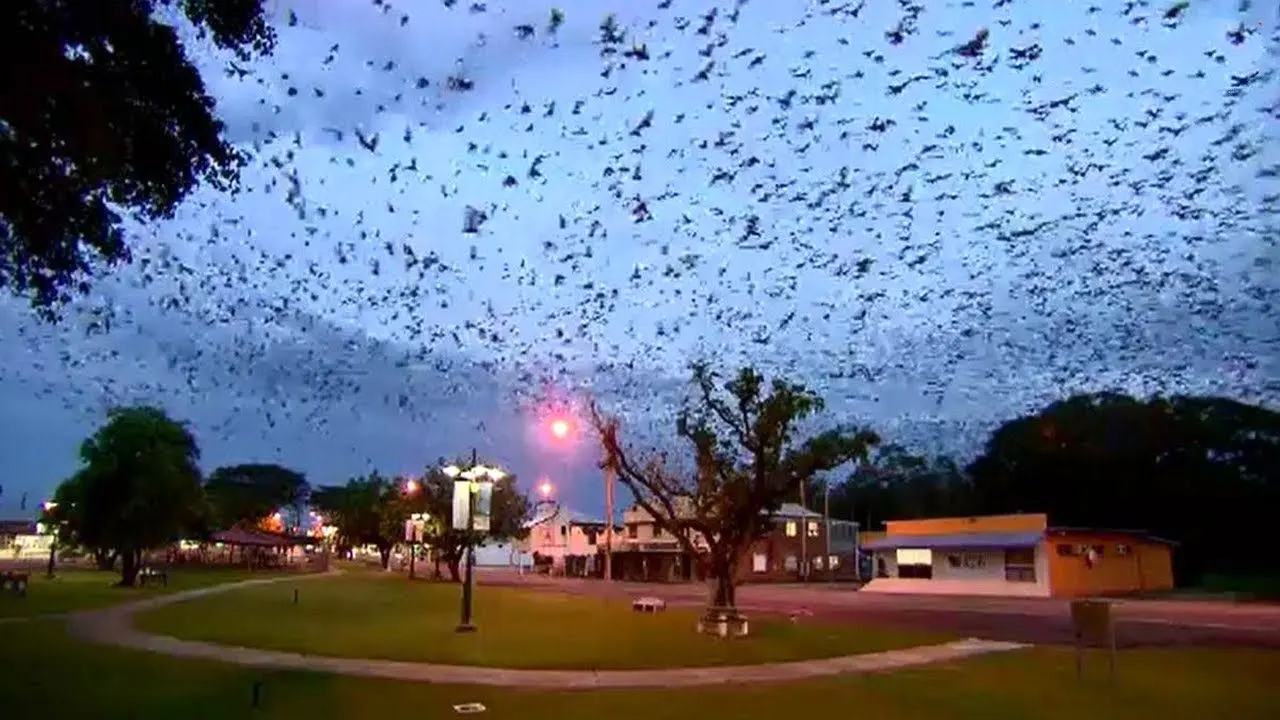 هجوم خفاش‌ها به شهر «اینگهام» در شمال استرالیا + ویدئو
