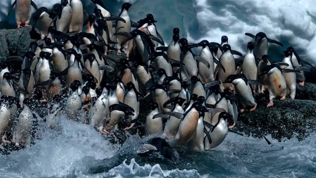 عکس روز نشنال جئوگرافیک، پنگوئن‌های قطبی