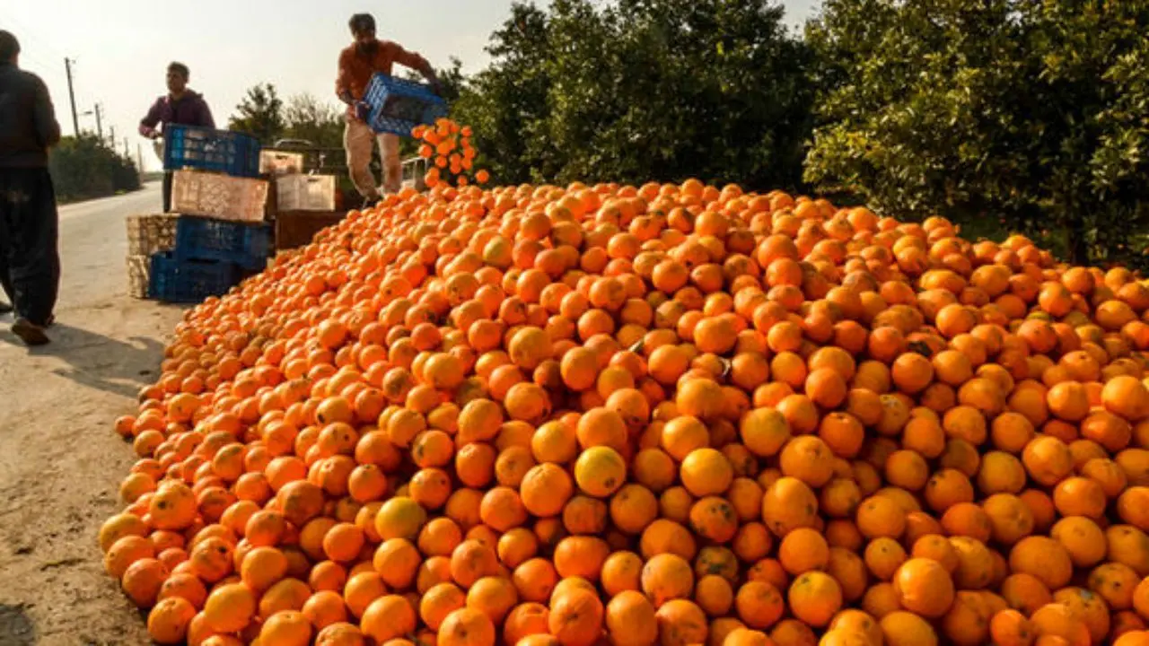 تولید 9.5 میلیون تن سیب و مرکبات در کشور/ مشکلی برای تامین میوه شب عید وجود ندارد