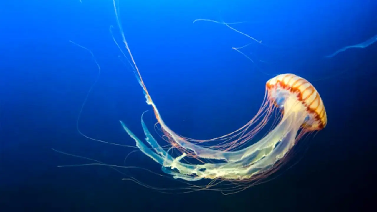 عروس دریایی اصلاح‌شده کاوشگر اقیانوس می‌شود