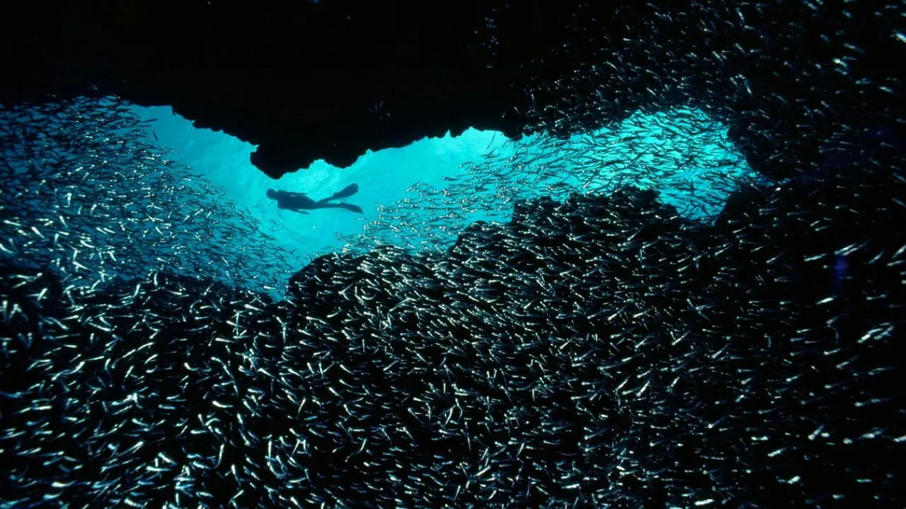 عکس روز نشنال جئوگرافیک، در میان ماهی‌ها