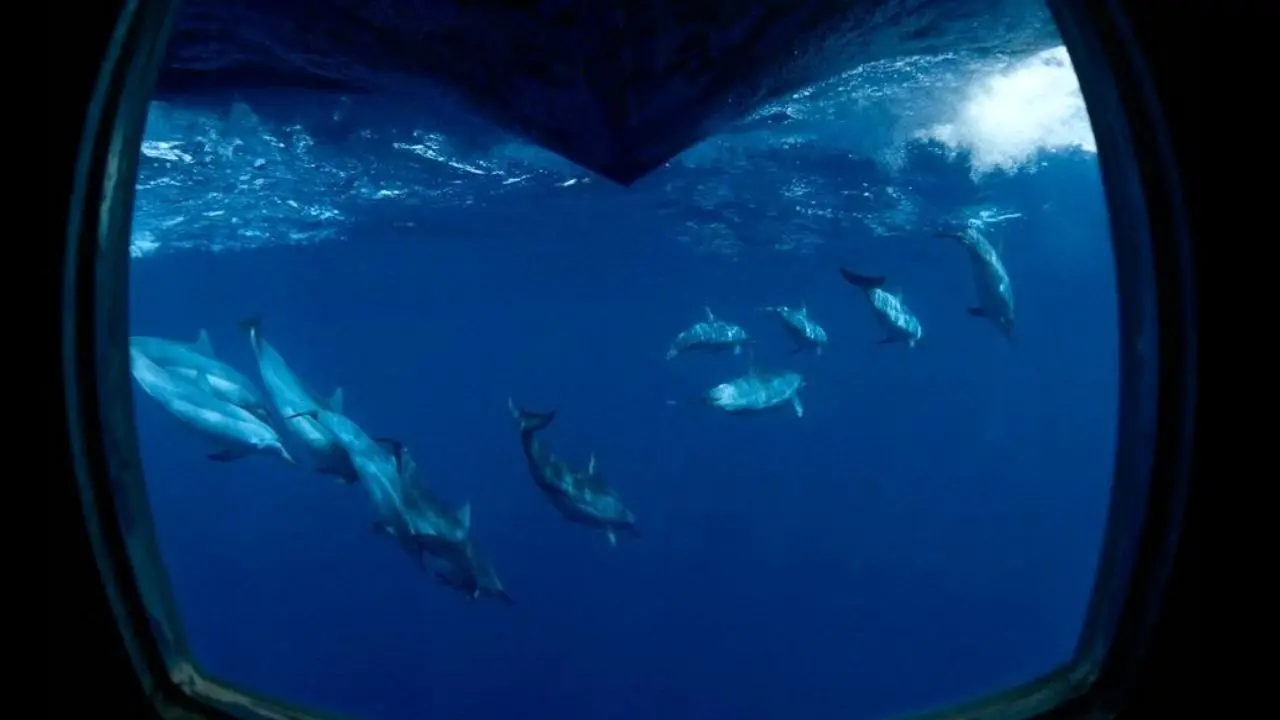 عکس روز نشنال جئوگرافیک، شیرجه دلفین‌ها