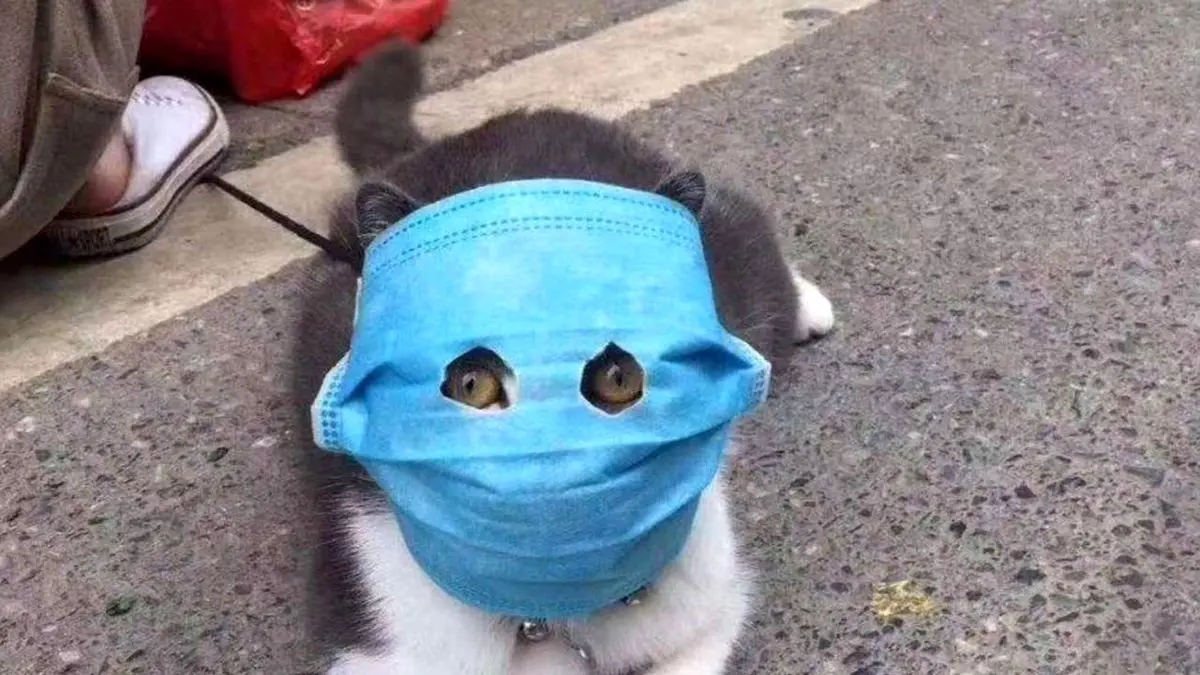 ماسک ضد کرونای حیوانات هم به بازار آمد