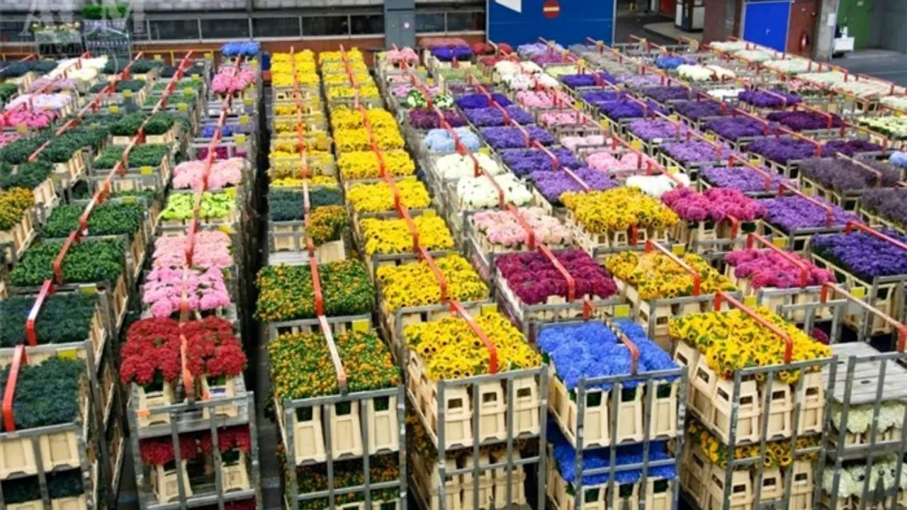 صادرات 30 تا 40میلیون دلاری گل و گیاه زینتی از کشور/ 95 درصد ظرفیت صادرات محقق نمی‌شود