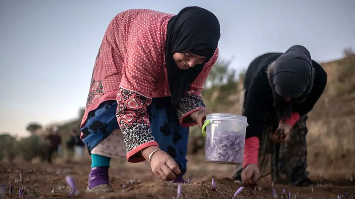 پرداخت 32 درصد مطالبات زعفرانکاران/تسویه کل بدهی تا آخر سال