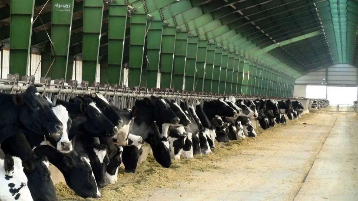 تولید 2.6 میلیون تن شیر در نیمه اول امسال