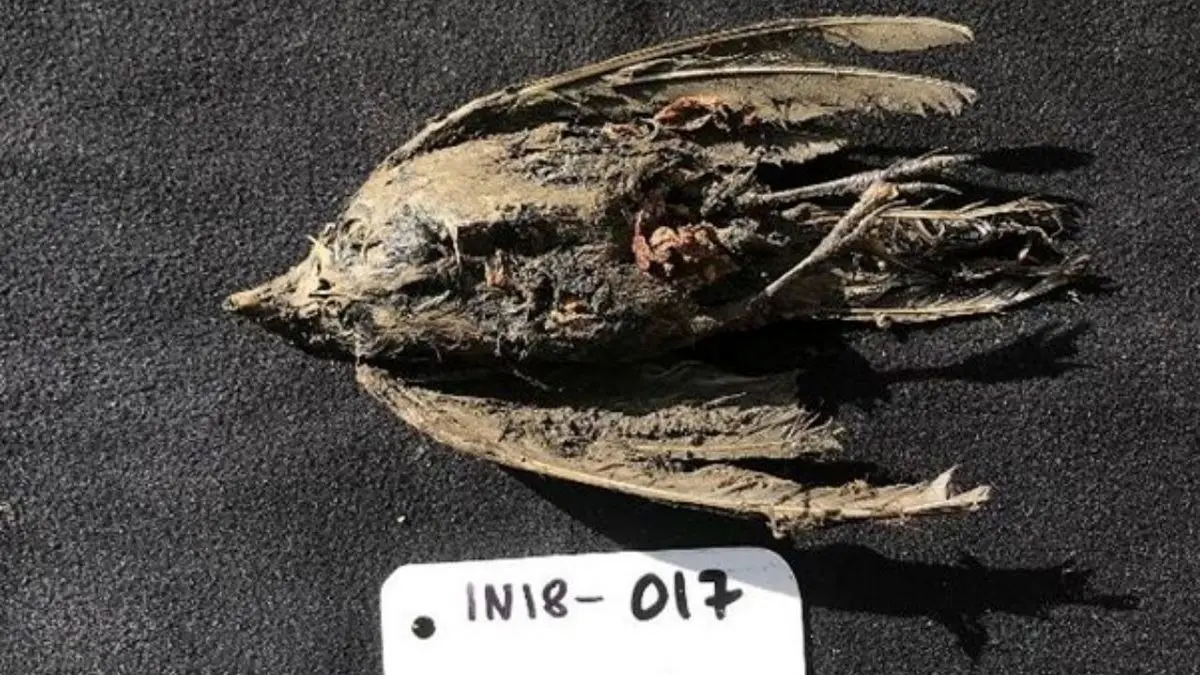 فسیل پرنده کشف‌شده در سیبری 46 هزار ساله است