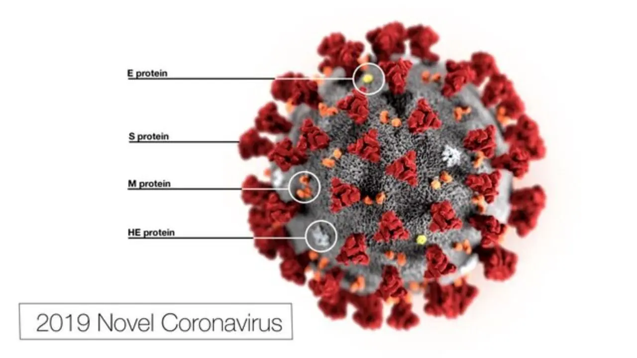 راه‌های تقویت سیستم ایمنی بدن برای پیشگیری از ابتلا به کروناویروس چیست؟