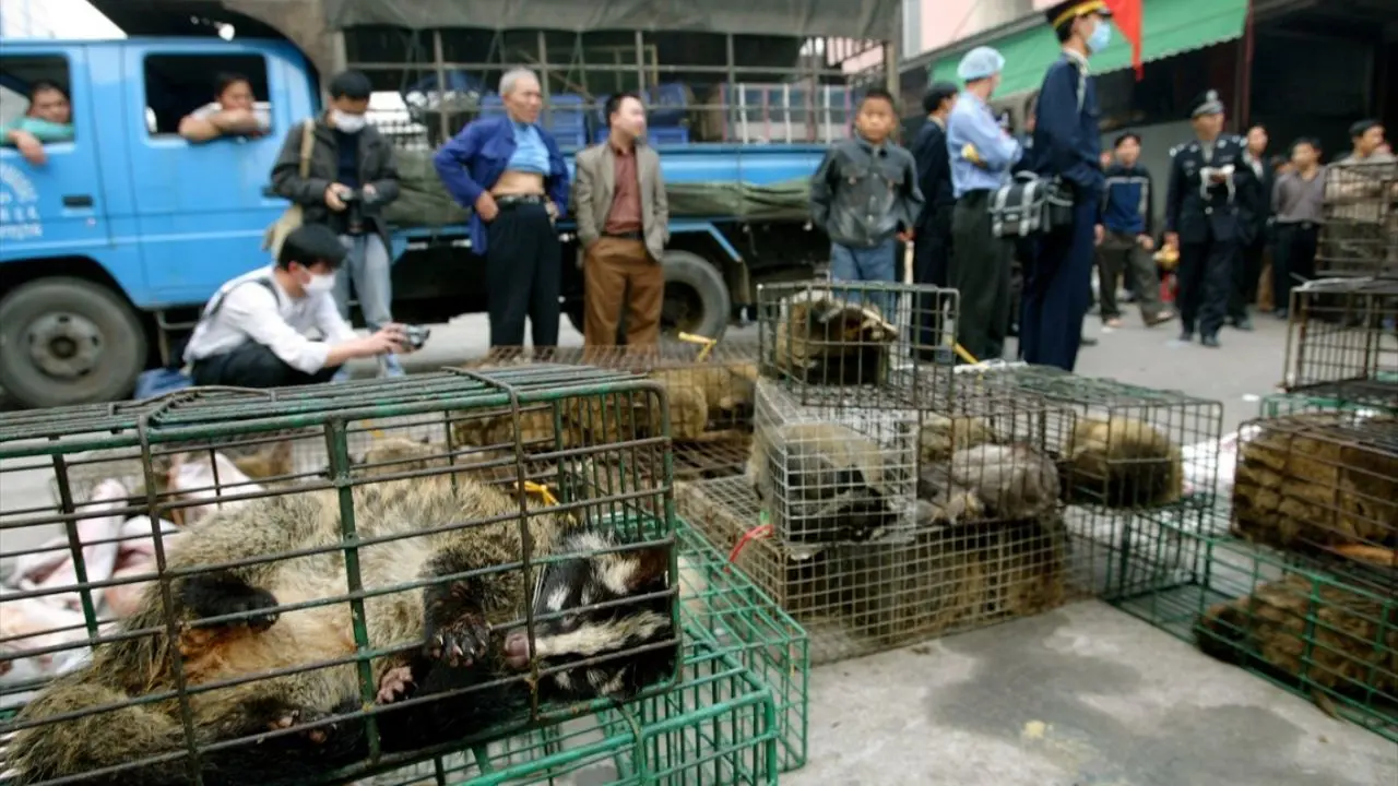 تجارت و مصرف حیوانات وحشی در چین ممنوع شد