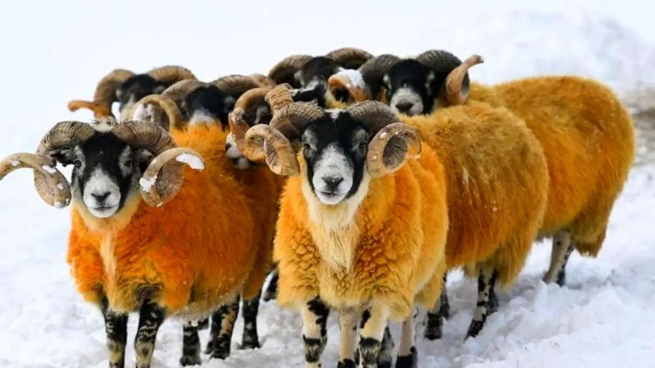 چوپان اسکاتلندی به خاطر بوکس با گوسفندان جریمه شد