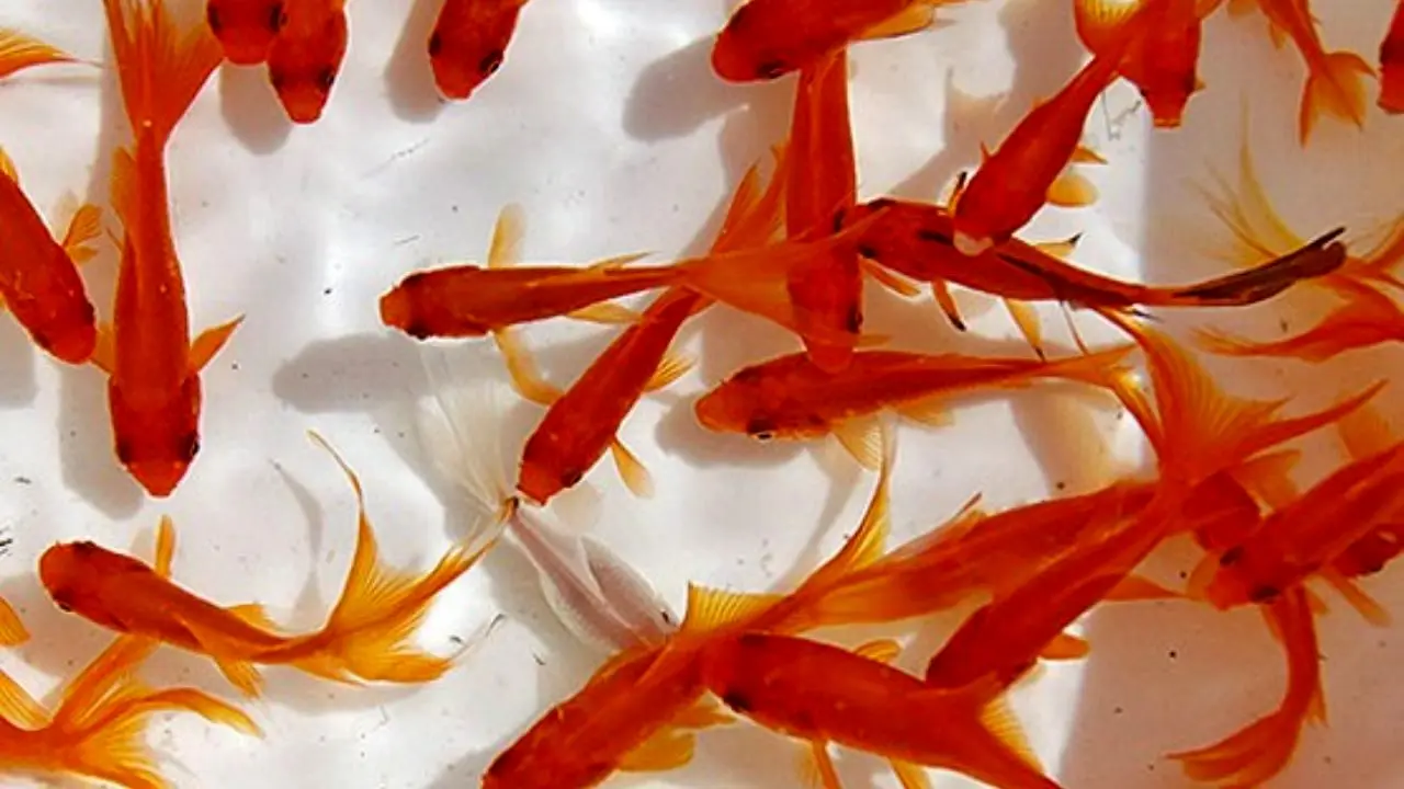 مردم با خیال راحت ماهی قرمز برای سفره هفت سین بخرند/ واردات ماهی قرمز از چین صحت ندارد