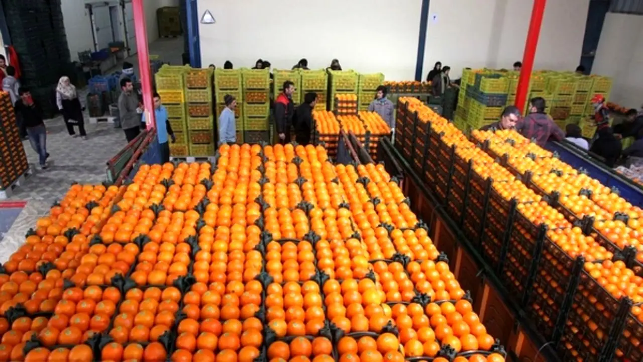 قیمت پرتقال در یزد تابع نرخ‌گذاری روزانه اتحادیه است