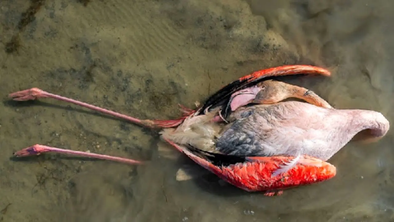 تلفات پرندگان در تالاب میانکاله ادامه دارد