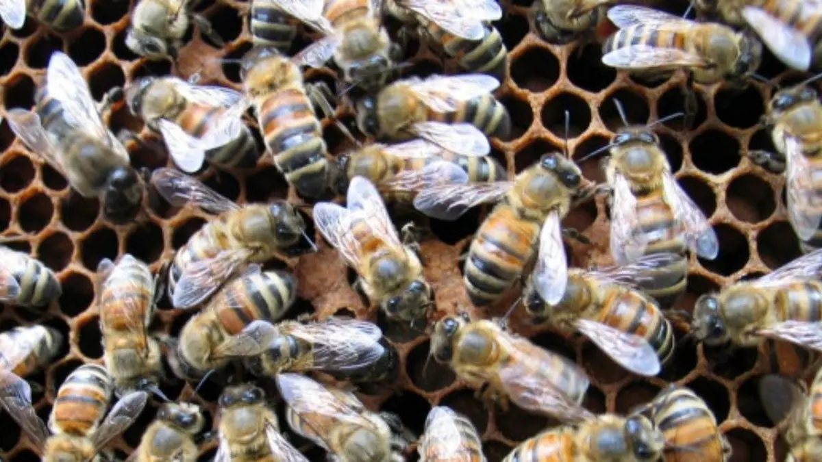 هدیه زنبورها به یک ساختمان مسکونی در آمریکا